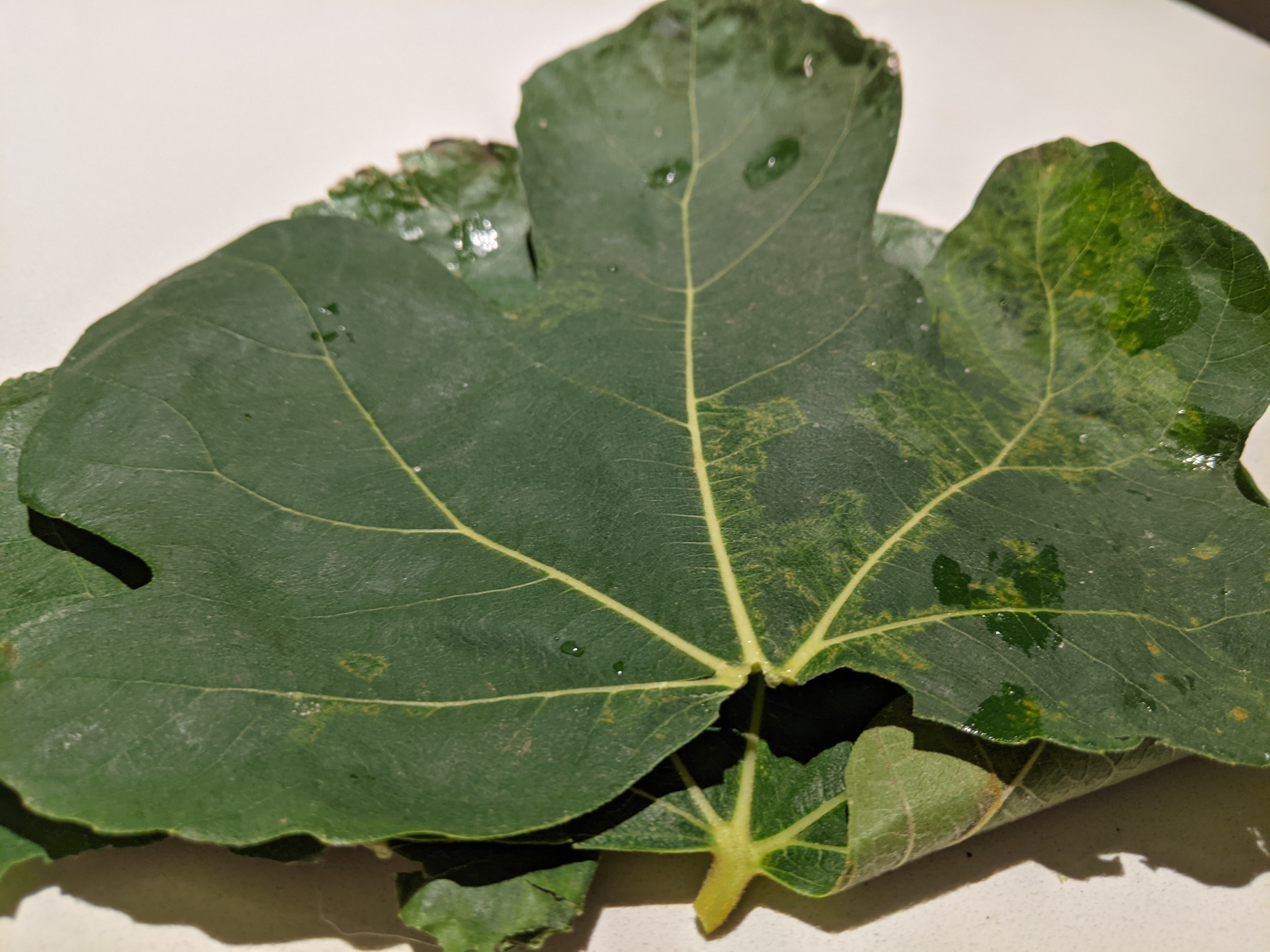 An image of some fig leaves sitting on a white stone kitchen counter